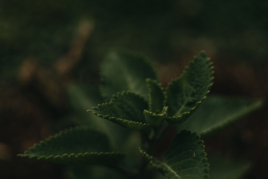 Plantas bajar colesterol: mi error con el boldo y aciertos