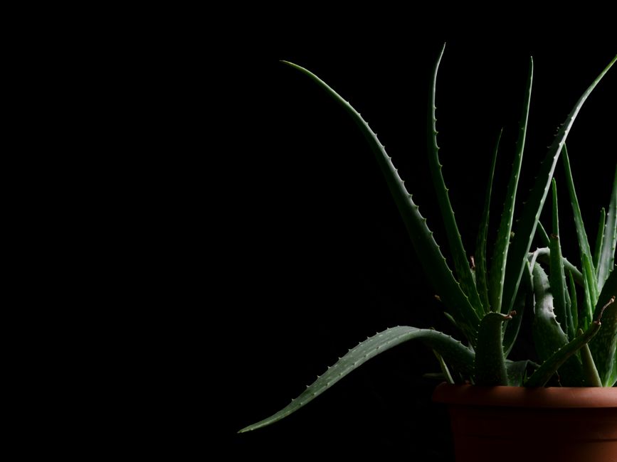 Aloe vera: propiedades medicinales con evidencia científica