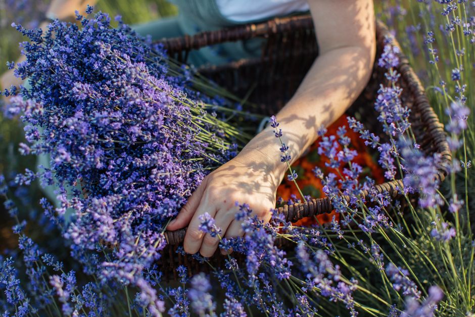 Lavanda propiedades terapeuticas: aprendí a los golpes